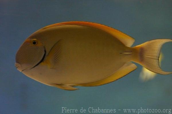 Eyestripe surgeonfish