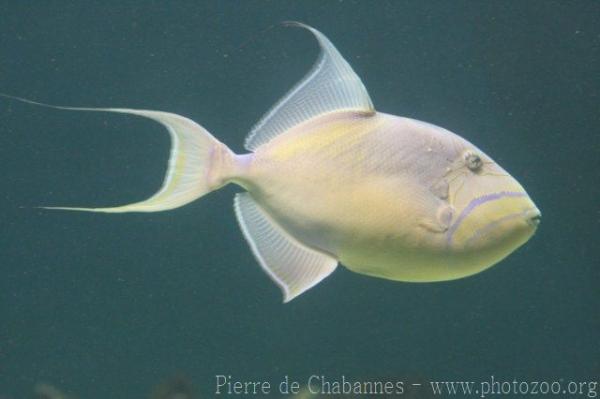 Queen triggerfish