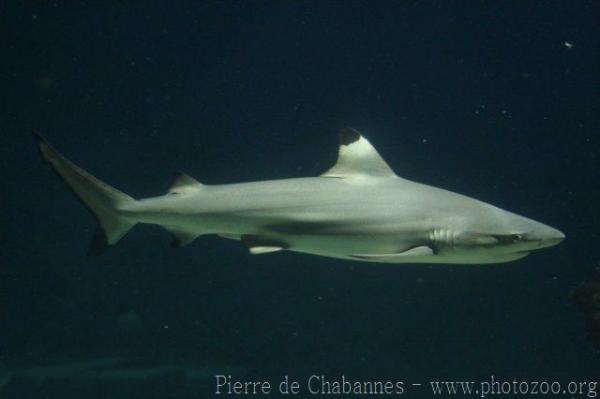 Blacktip reef shark