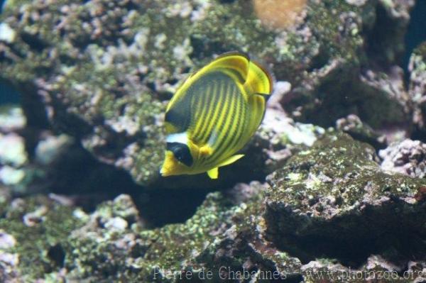 Diagonal butterflyfish *