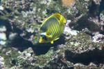 Diagonal butterflyfish *