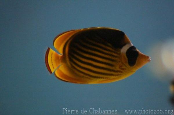 Diagonal butterflyfish *