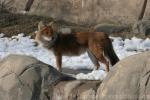 Chinese dhole