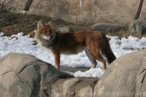 Chinese dhole