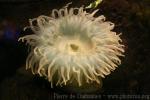 Mottled anemone