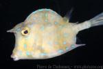 Scrawled cowfish