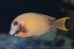 Chocolate surgeonfish