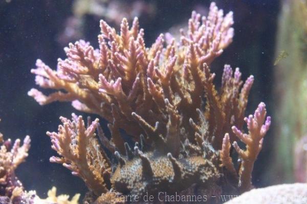 Staghorn coral