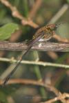 Black-tailed trainbearer