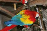 Scarlet macaw