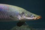 Arapaima