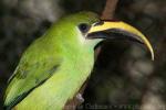 Emerald toucanet