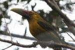 Saffron toucanet