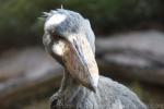 Shoebill