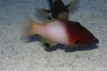 Axilspot hogfish