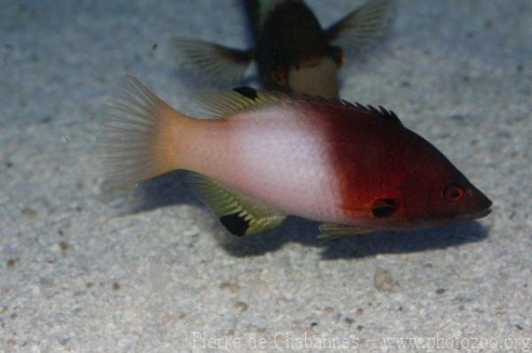 Axilspot hogfish