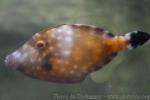 American whitespotted filefish