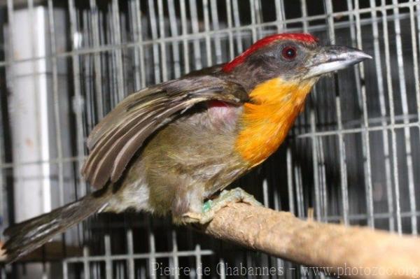 Scarlet-crowned barbet