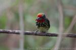 Black-spotted barbet