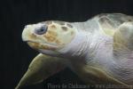 Loggerhead turtle