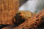 Pygmy marmoset