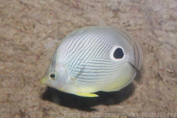 Foureye butterflyfish