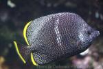 Wrought-iron butterflyfish