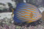 Bluestriped angelfish