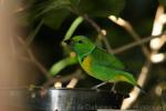 Golden-browed chlorophonia