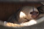 Hoffmann's two-toed sloth