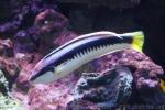 Comb wrasse