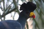 Great blue turaco