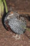 Montezuma quail