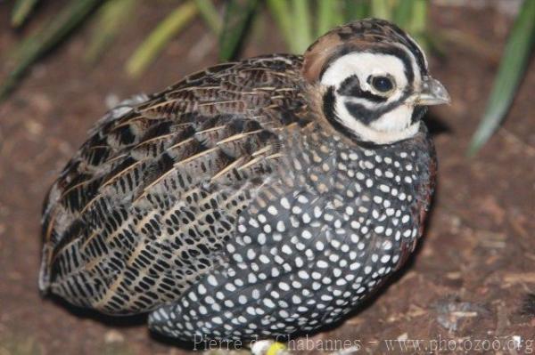 Montezuma quail