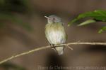 White-crowned manakin