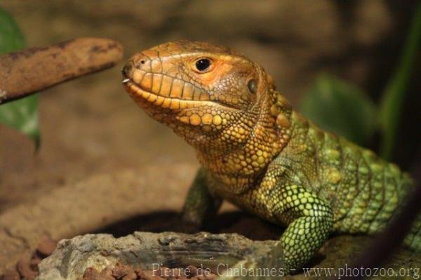 Northern caiman lizard