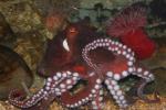 Giant Pacific octopus