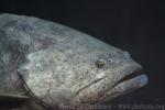 Atlantic goliath grouper