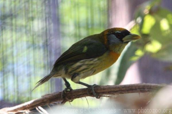 Red-headed barbet