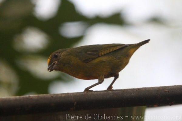 Olive-backed euphonia