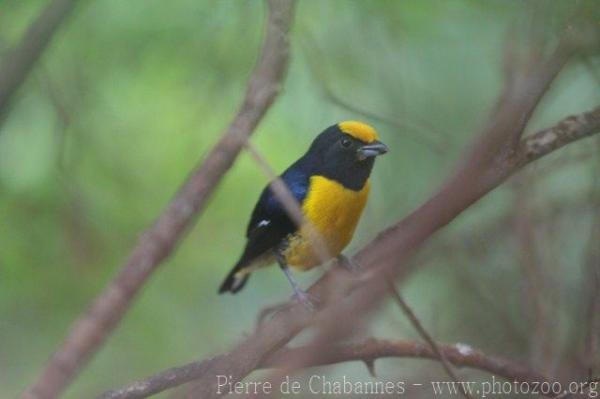 Orange-bellied euphonia