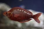 Red rainbowfish