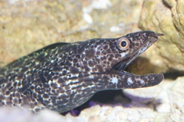 Spotted moray