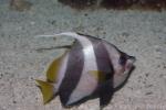 False moorish idol