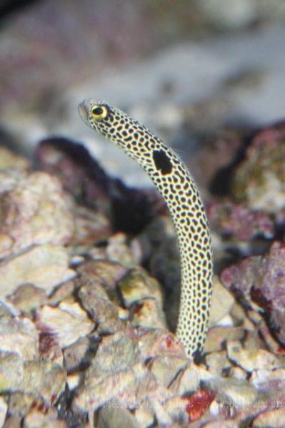 Spotted garden-eel