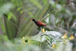 Wattled jacana