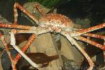 Japanese spider crab