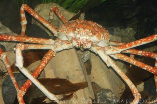 Japanese spider crab