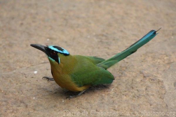 Whooping motmot