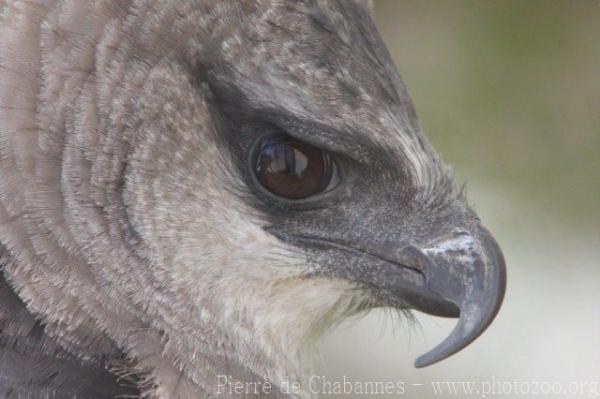 Crested eagle